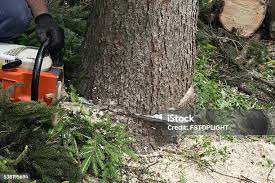 Best Stump Grinding and Removal  in Metuchen, NJ