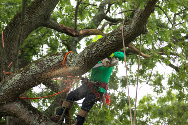 Reliable Metuchen, NJ Tree Care Solutions