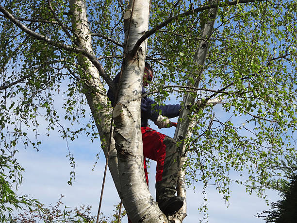 Reliable Metuchen, NJ Tree Care Solutions