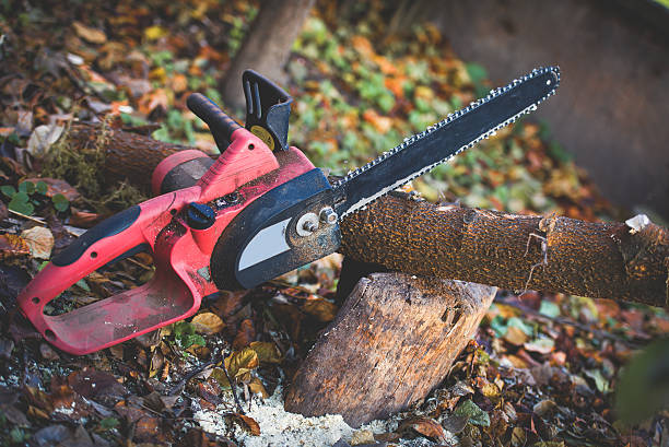 Best Tree Removal  in Metuchen, NJ