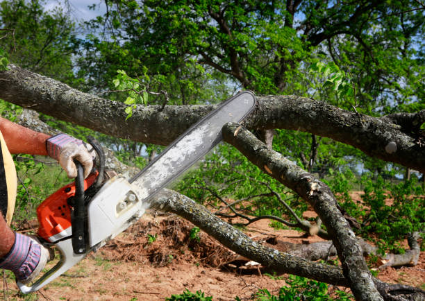 Best Tree Risk Assessment  in Metuchen, NJ