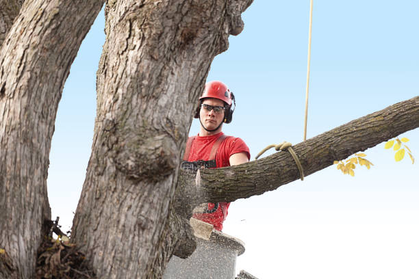 Best Tree Mulching  in Metuchen, NJ